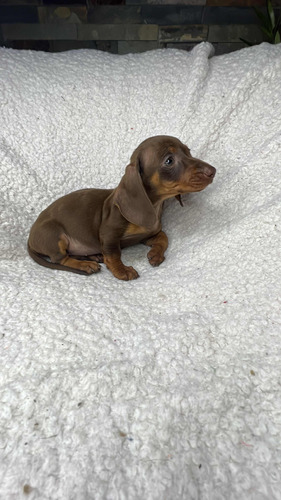 Cachorra Dachshund Chocolate