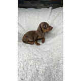 Cachorra Dachshund Chocolate