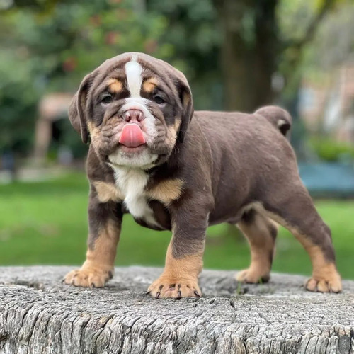 Perro Cachorro Bull Dogo Inglés Choco Tri Animal Pets 