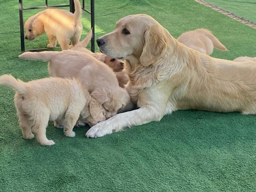 Golden Retriever 