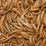 1000 Tenebrio Molitor Larvas Vivas - Via Transportadora 