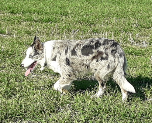 Cachorras Border Collie