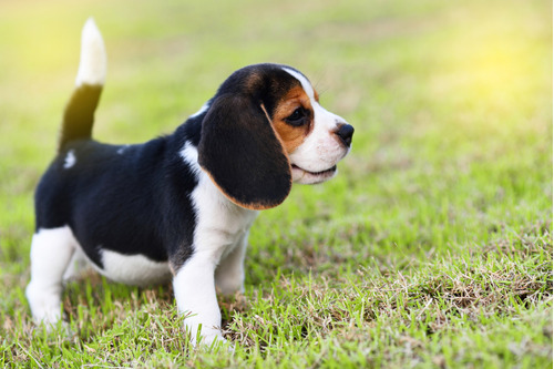 Beagle Cachorros- Únicos.! 