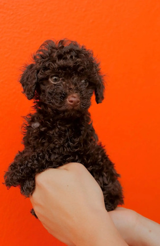 Lindos Cachorritos French Poodle Minitoy Marron Chocolate | Meses sin interés