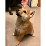 Cachorro Shiba Inu 100% Raza Japonesa !!!!