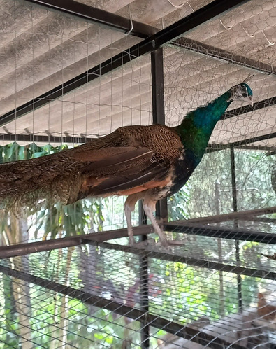 Pavão Azul Real - Aves Ornamentais (apenas Retirada)