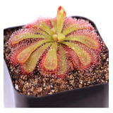 Drosera Aliciae Tamaño Chico - Plantas Carnívoras