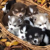 Filhotes De Pomsky 