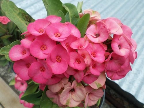 Esqueje Corona De Cristo Rosa Marquez  Mg