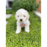 Cachorros French Poodle Miniatura 