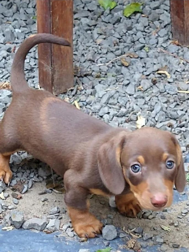 Cachorros Salchichas Mini