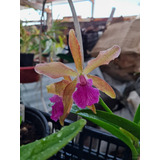 Orquídea Cattleya Bella 