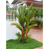 Kit 4 Palmitas  Areca Roja Cyrtostachys Renda + Semillas