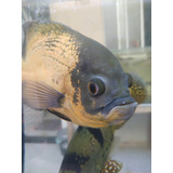  Peixe Oscar Bronze 22 Cm Bem Marcado 