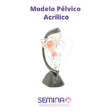 Modelo Pélvico De Acrílico Semina Educativa