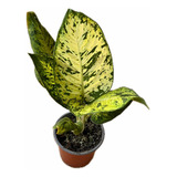 Dieffenbachia Planta Tropical