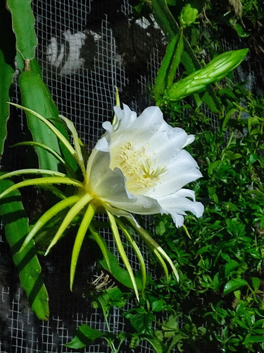 Acanthocereus Selenicereus Hylocereus Paquete Portaijertos