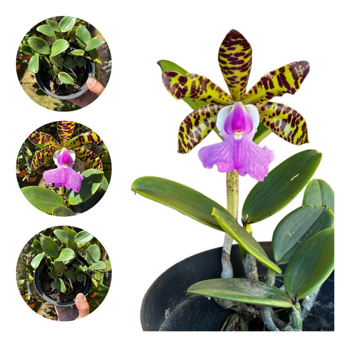 Orquídea Perfumada Catleya Aclandiae Tipo - Planta Adulta
