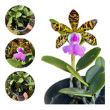 Orquídea Perfumada Catleya Aclandiae Tipo - Planta Adulta