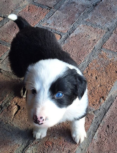 Cachorros Border Collie!pompones!! 