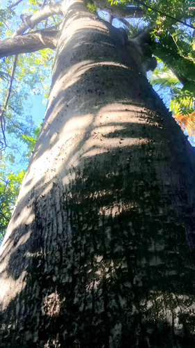 Arbolito Ceiba O Pochota Prehispanica | MercadoLibre