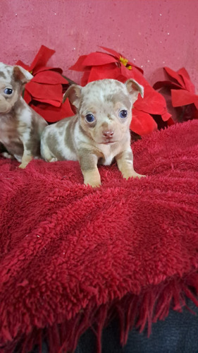 Chihuahua Hembra Miniatura 