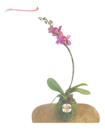 Tutor P/ Haste Floral, Caule Orquídea Revestido 80cm - 10 Pç