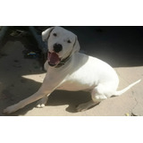 Dogo Argentino Qutilipi Chaco