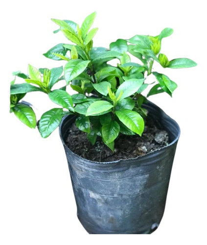 Plantas Naturales Jazmin Enano Kimura 4 Estacion 3l Oferta