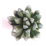 Muda Suculenta Haworthia Obtusa Aloe Agave Echeveria