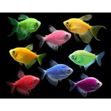 Peixe Tetra Colorido Fluorescente Kit 50