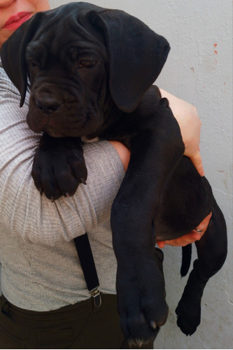 Cachorros Canecorso Dracarys 