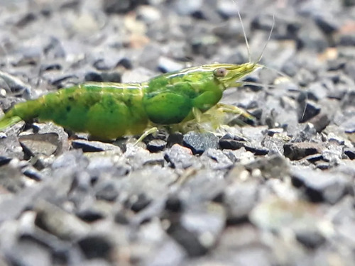  Neocaridina Green Jade