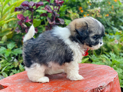  Cachorros Shihtzu Mini  Hermosos Y Juguetones Bbs