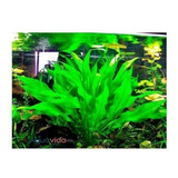 Planta Natural Para Acuario Echinodorus Amazonicus X 1