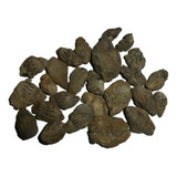 Mineral De Colección Fósil Turritelas 25 Piezas
