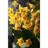 Orquídea Dendrobium Chrysotoxum - Muda Jovem