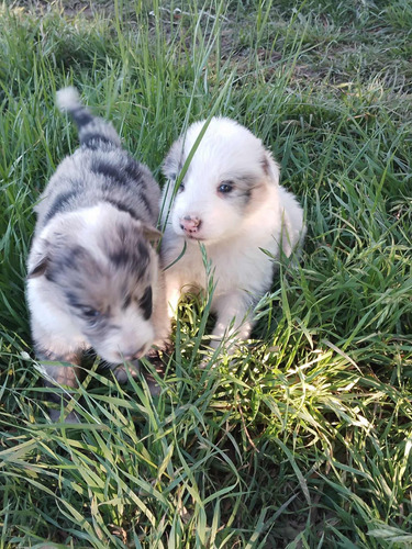 Cachorros Border Collie Merle