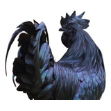 Ovos Galados Galinha Ayam Cemani