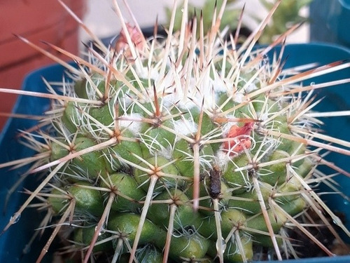 Cactus Mammillaria Compressa Juvenil 