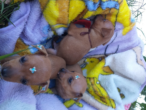 Filhotes De Pinscher  Miniatura Na Sua Casa Peça O Seu.