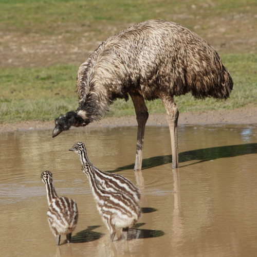 Filhotes De Emu Australiano Com 45 Dias Unidade