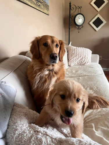 Bellos Golden Retriever Padres Inscritos