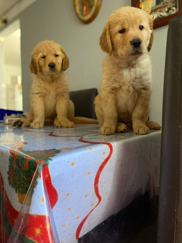 Cachorros Golden Retriever 