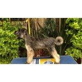 Schnauzer Gigante