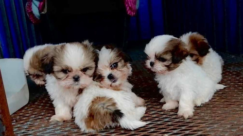 Hermosos Shitzu Tricolor