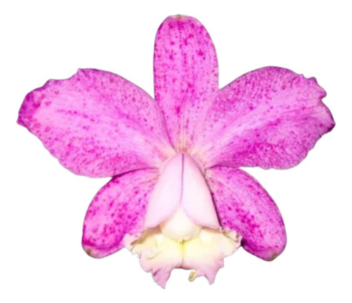Orquídea Cattleya Loddigesii Puntacta X Pelorica