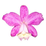 Orquídea Cattleya Loddigesii Puntacta X Pelorica