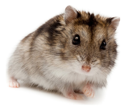 Hamster