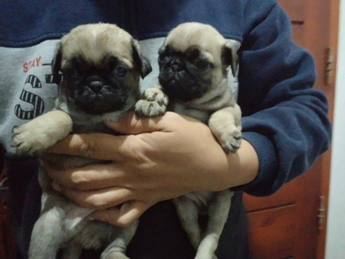 Pug Carlino Hembraaa